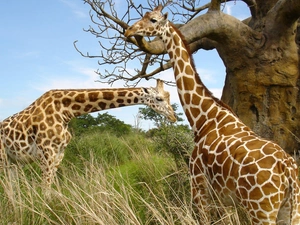 Two, giraffe
