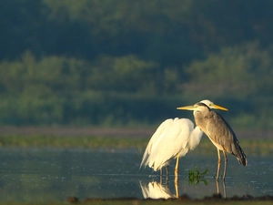 Two, herons