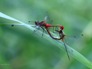 insects, dragon-fly, Two