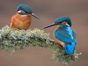 Two cars, kingfishers