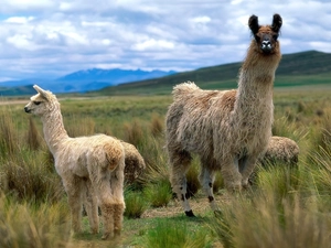 Two, llama