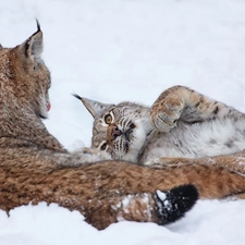 lynx, winter, Two cars