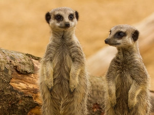 Two, Meerkats