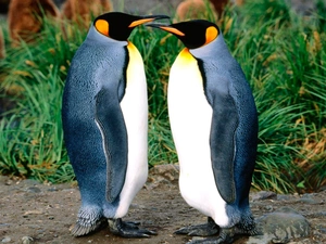 Two cars, penguin