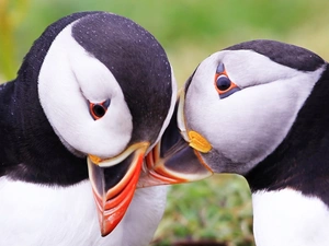 Two cars, Puffins