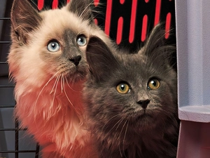 British Long Coat, Two cars, puss