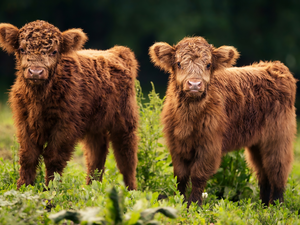 Scottish Highlander Race, Highland Cattle, young, Cows, Two