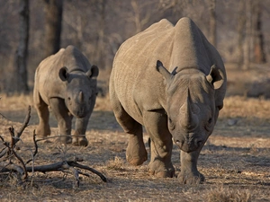Two cars, Rhinos