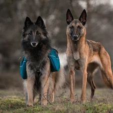 Two cars, Belgian Shepherd Tervuren, Belgian Shepherd Malinois, Dogs