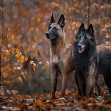 Two cars, Belgian Shepherd Malinois, Belgian Shepherd Tervuren, Dogs