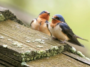 Two cars, Birds on the log, swallow, little doggies