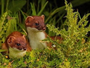 Two, Weasels