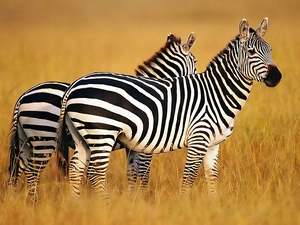 Two, zebra