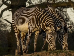 Two, zebra