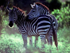 Two, zebra