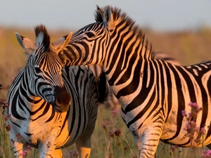 Two, zebra