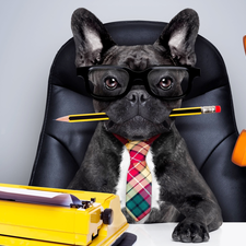 Typewriter, French Bulldog, Tie, Funny, Glasses, Telephone