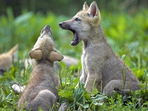 Two cars, wolves, VEGETATION, little doggies