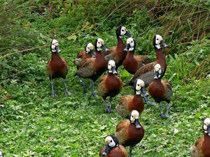 VEGETATION, herd, ducks