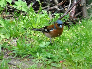 VEGETATION, Bird, finch