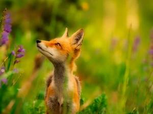 Fox, fuzzy, background, VEGETATION