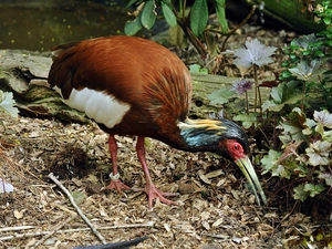 VEGETATION, Ibis, Madagascar