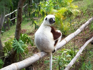 VEGETATION, lemur, sifaka