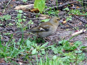 sparrow, dry, Twigs, VEGETATION