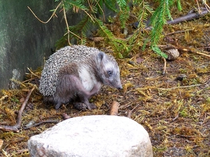 VEGETATION, hedgehog, Stone