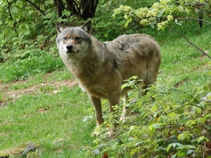 VEGETATION, Gray, Wolf