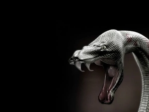 venom, Snake, Teeth