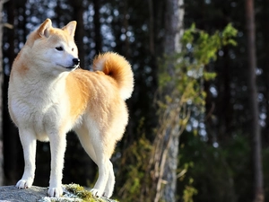 trees, viewes, Akita, Inu, dog