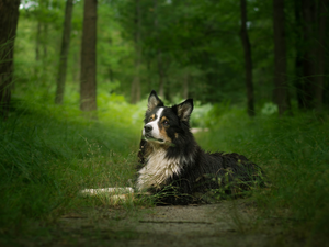 viewes, grass, Border Collie, trees, dog