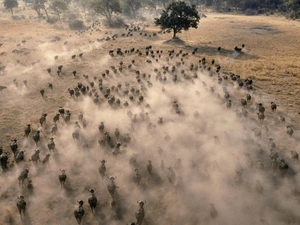 trees, viewes, Buffalo, savanna, herd