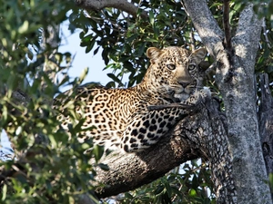 viewes, cover, branches, trees, Panther