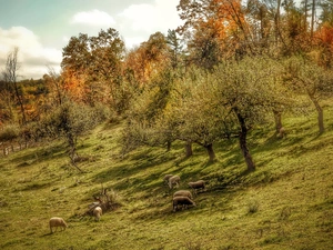 rams, trees, fence, viewes, Meadow, Sheep, Fance