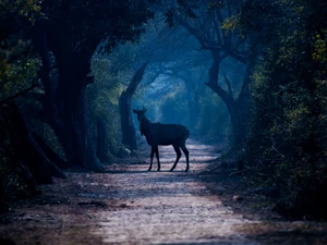Way, forest, trees, viewes, deer, Fog