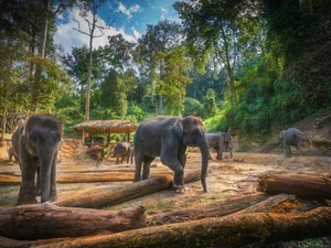 trees, viewes, forest, Logs, Elephants