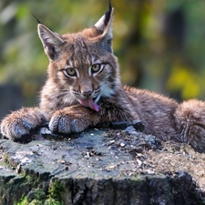 viewes, forest, trunk, trees, Lynx