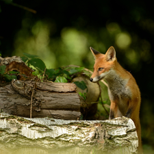 Fox, trees, viewes, Logs