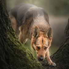 dog, trees, viewes, German Shepherd