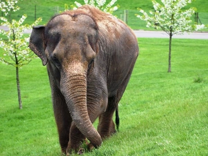 trees, viewes, grass, flourishing, Elephant