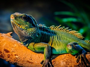 trees, viewes, Iguana, branch, Green