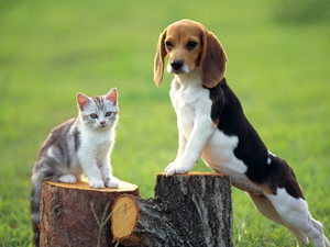 trees, viewes, kitten, Stems, doggy