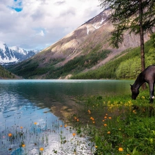 Horse, Mountains, trees, viewes, Flowers, lake