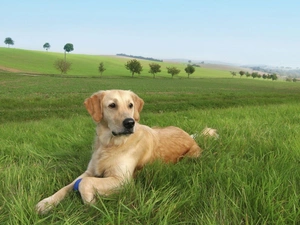 trees, viewes, Meadow, field, dog
