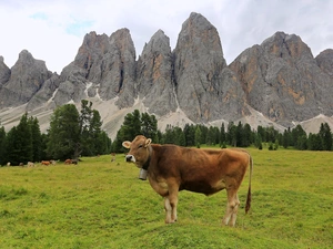 trees, viewes, Meadow, Cows, Mountains