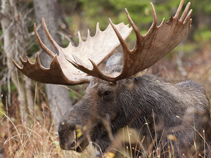 antlers, Eurasian Moose, viewes, Plants, trees, head
