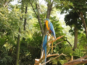 trees, viewes, Parrots, Ary, Two