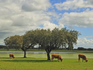 trees, viewes, pasture, River, Cows